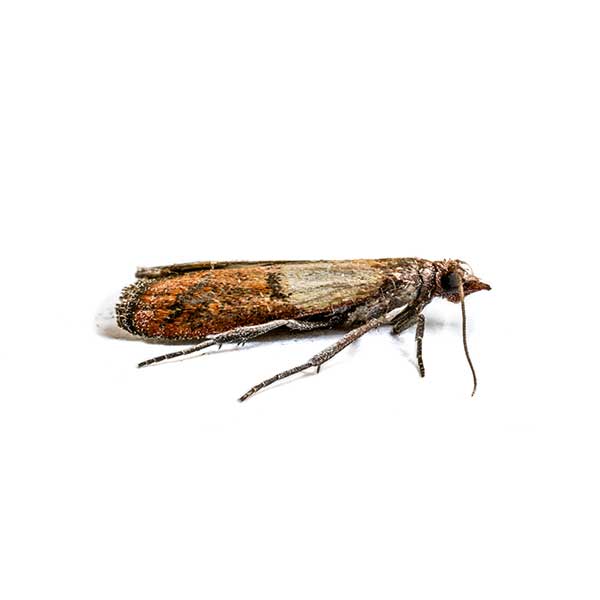 An Indian meal moth on a white background