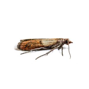 Indian Meal Moth identification in Kalamazoo |  Griffin Pest Solutions
