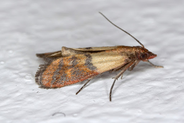 Indian Meal Moth close-up