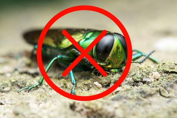A "No Invasive Pests" logo