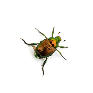 A Japanese beetle on a white background