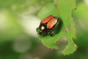 Japanese beetles