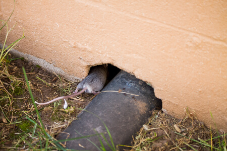Rodent Exclusion & Prevention in your area