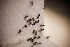 keep carpenter ants away from your home by preventing mold growth, humidity, and leaks