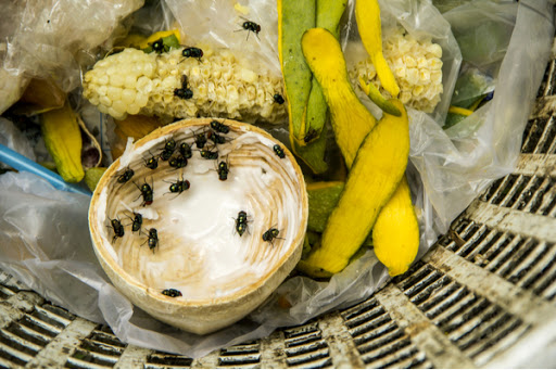 House flies swarming on a rotting onion in a garbage can