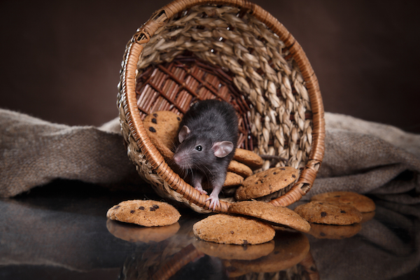 large grey rat peeking out of overturned cookie basket
