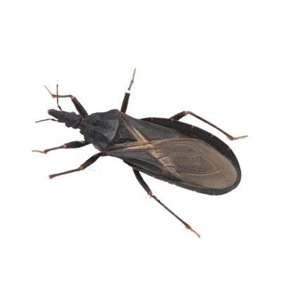 A kissing bug on a white background