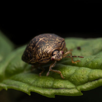 Closeup of a Kudzu bug on a leaf