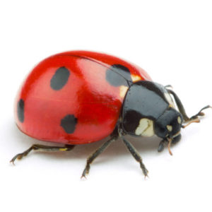 Ladybug identification in Kalamazoo |  Griffin Pest Solutions