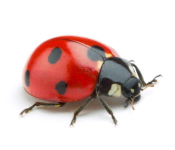 A ladybug on a white background