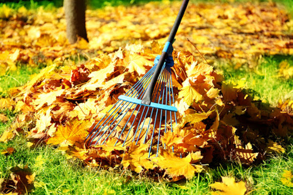 rake up and remove leaves