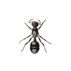 Little Black Ant identification in Kalamazoo |  Griffin Pest Solutions
