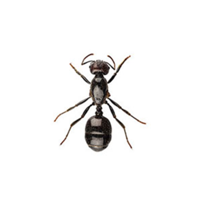 A little black ant on a white background