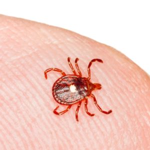 Lone Star Tick identification in Kalamazoo |  Griffin Pest Solutions