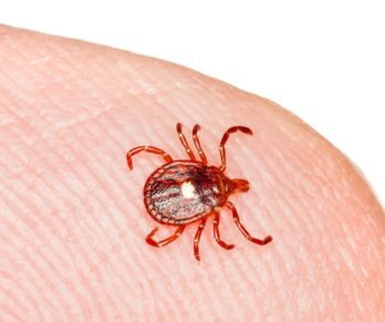 Closeup of a lone star tick on someone's skin