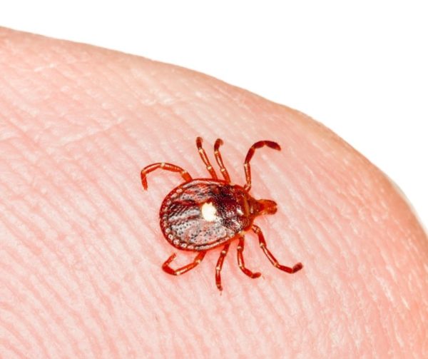 Lone Star Tick identification in Kalamazoo |  Griffin Pest Solutions