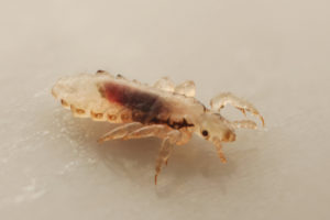 The singular noun for lice is "louse". This is a louse. 