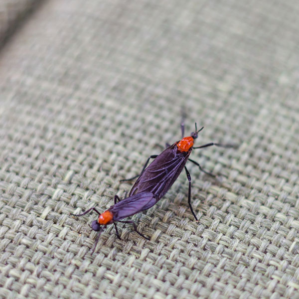 Lovebug identification in Kalamazoo |  Griffin Pest Solutions