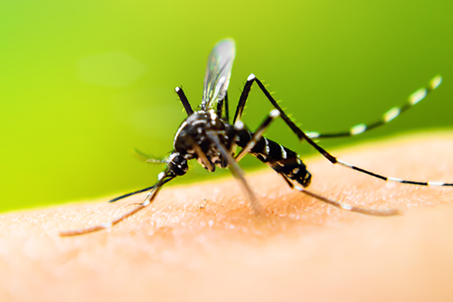 Mosquito Identification in Kalamazoo |  Griffin Pest Solutions