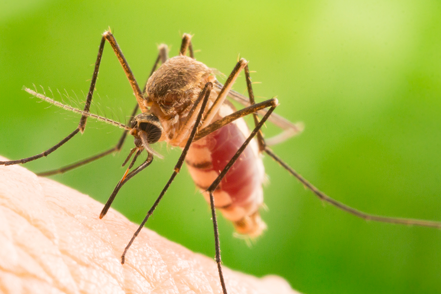 Mosquito prevention in Kalamazoo |  Griffin Pest Solutions