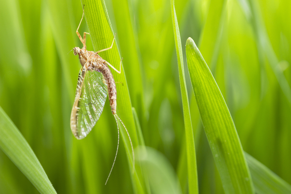 mayfly