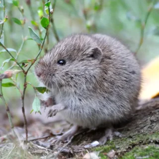 A Meadow Vole in Wooded Area in Michigan