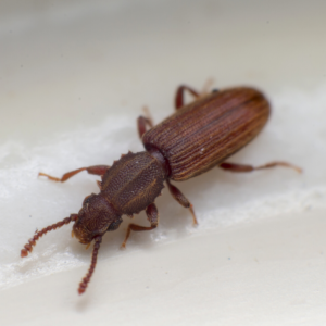 Merchant Grain Beetle identification in Kalamazoo |  Griffin Pest Solutions