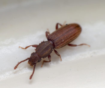 Closeup of a merchant grain beetle on a white surface