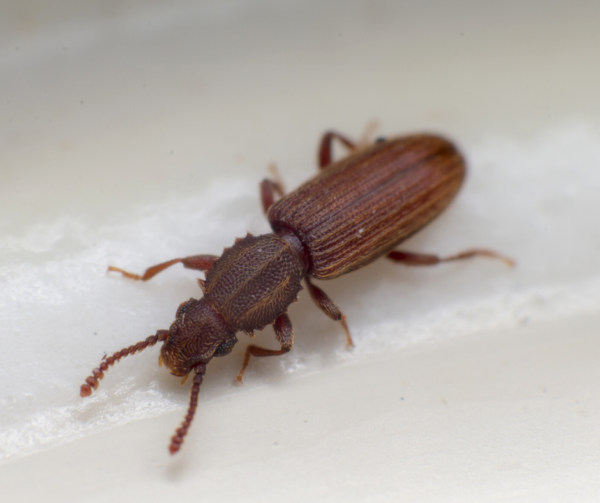 Merchant Grain Beetle identification in Kalamazoo |  Griffin Pest Solutions