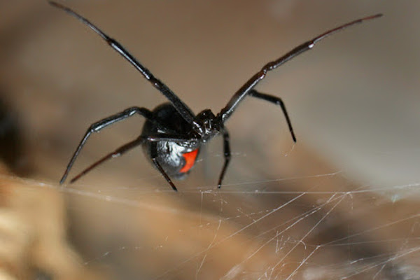 Black Widows In Michigan