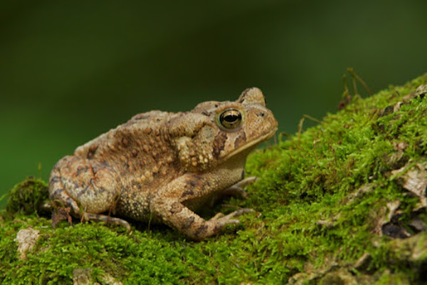 Eastern American Toads