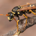 Wasp resting on a tree branch