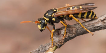 Wasp resting on a tree branch