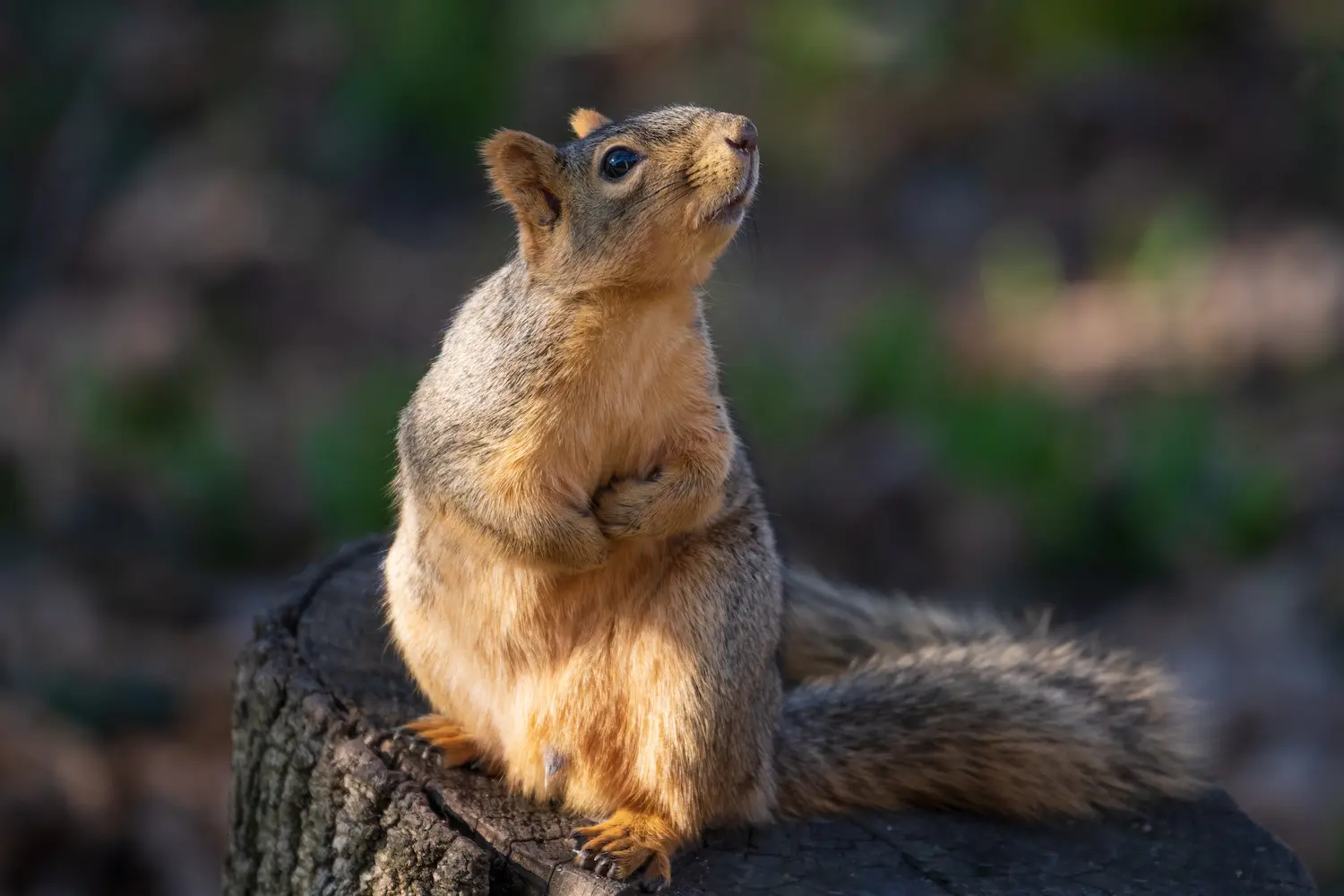 Michigan squirrel sitting on a stump