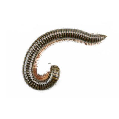 A millipede on a white background