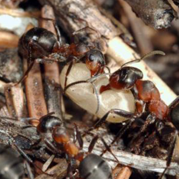 Moisture Ant identification in Kalamazoo |  Griffin Pest Solutions