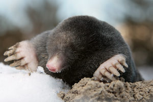 moles dig deep underground to survive winter