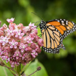 Monarch butterfly feeding on flowering milkweed plant