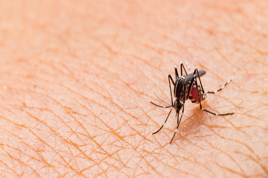 Do mosquitoes bite in Kalamazoo |  Griffin Pest Solutions
