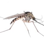 What do mosquitoes look like in Kalamazoo |  Griffin Pest Solutions