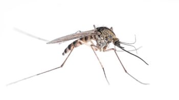 What do mosquitoes look like in Kalamazoo |  Griffin Pest Solutions
