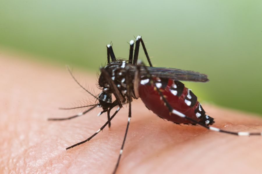 Can mosquitoes transmit HIV or AIDS in Kalamazoo |  Griffin Pest Solutions