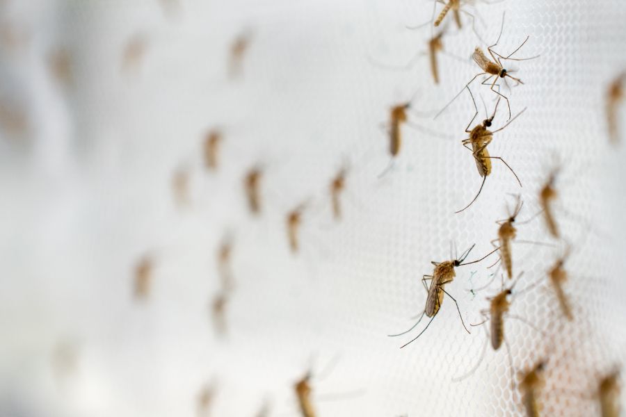 Where do mosquitoes breed in Kalamazoo |  Griffin Pest Solutions