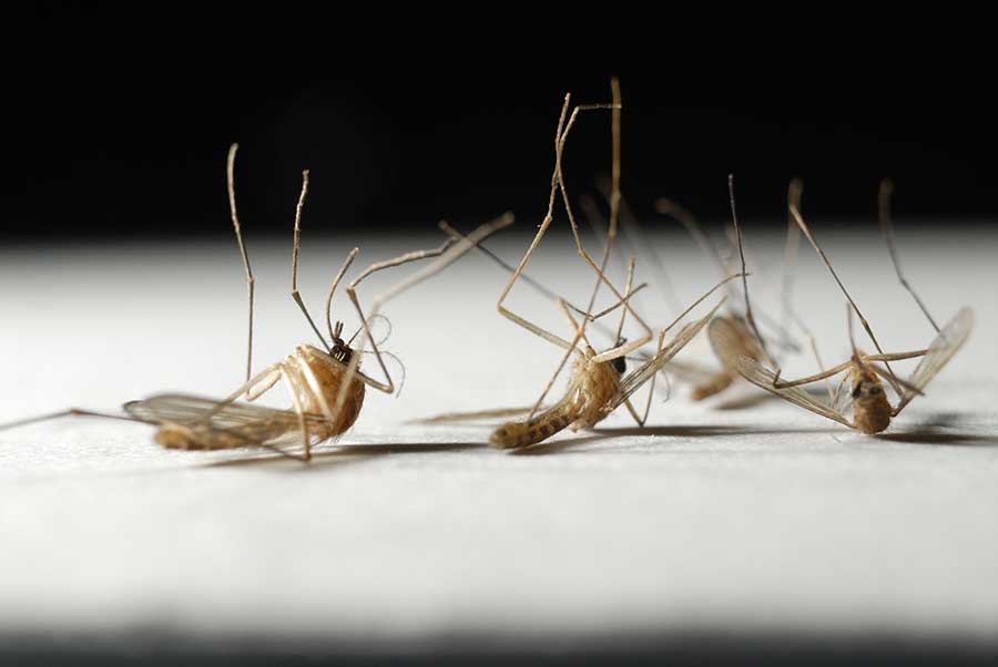What is the lifespan of a mosquito in Kalamazoo |  Griffin Pest Solutions