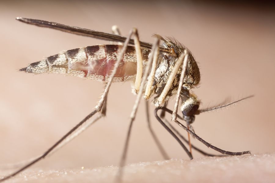 What diseases do mosquitoes spread in Kalamazoo |  Griffin Pest Solutions