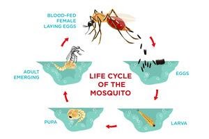 Diagram of the mosquito life cycle