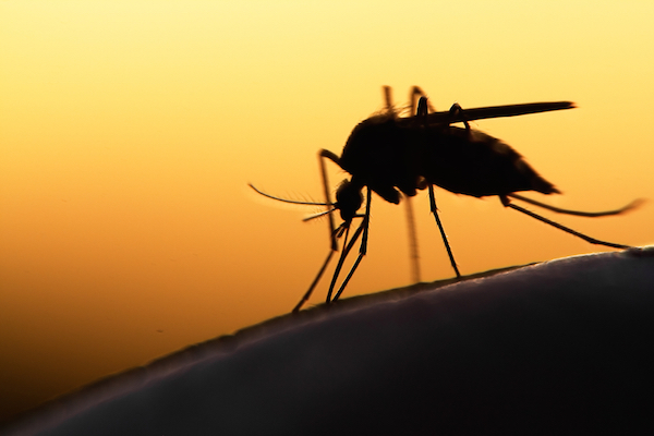 Mosquitoes tend to become more active at night - Which pests become more active at night?