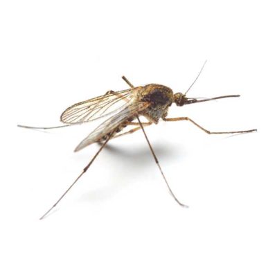 Mosquito identification in Kalamazoo |  Griffin Pest Solutions