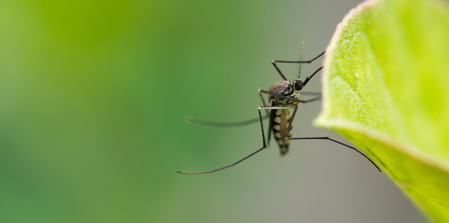 What you should know about mosquitoes this summer