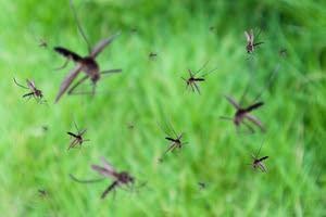 mosquito swarm